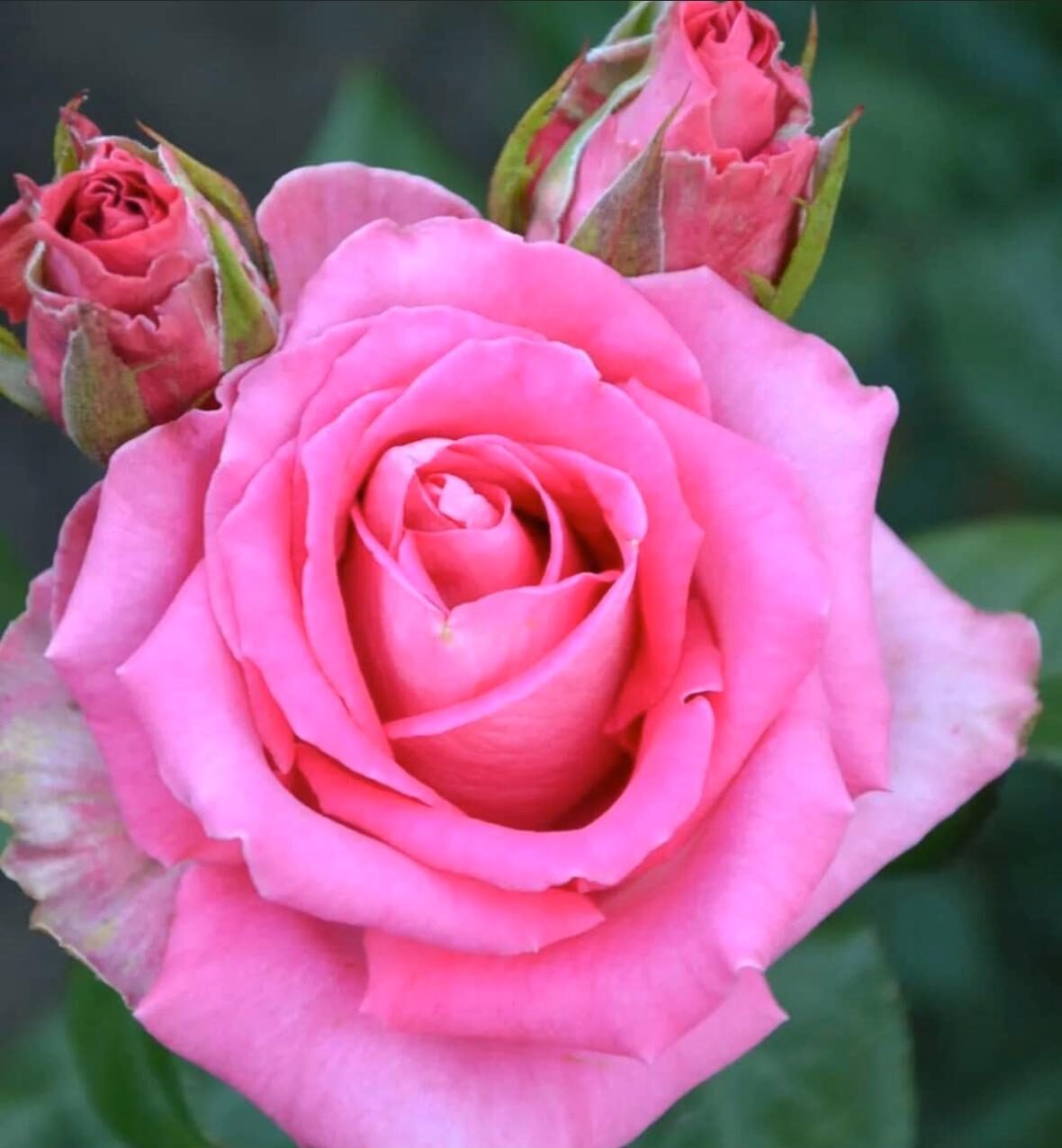 Роза чайно-гибридная Топаз