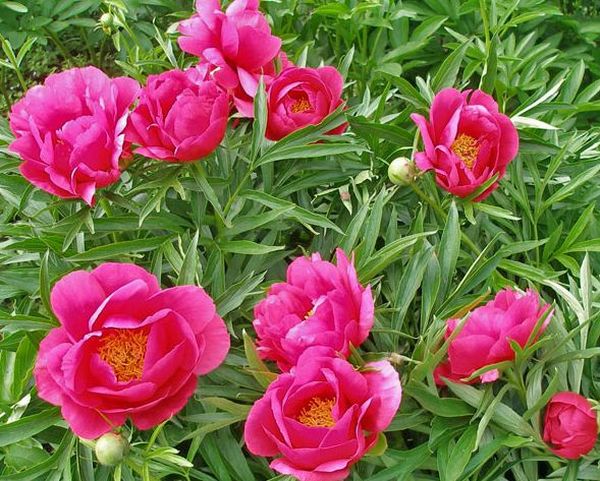 Пион Корал Фей