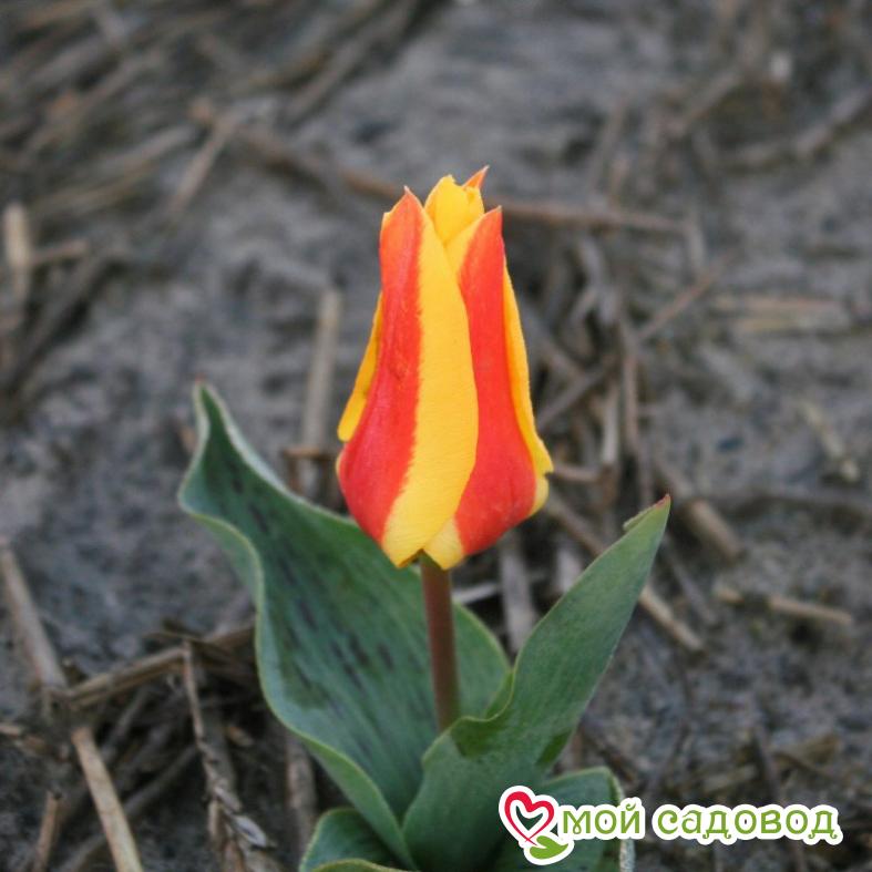 Тюльпаны Кауфмана Корона