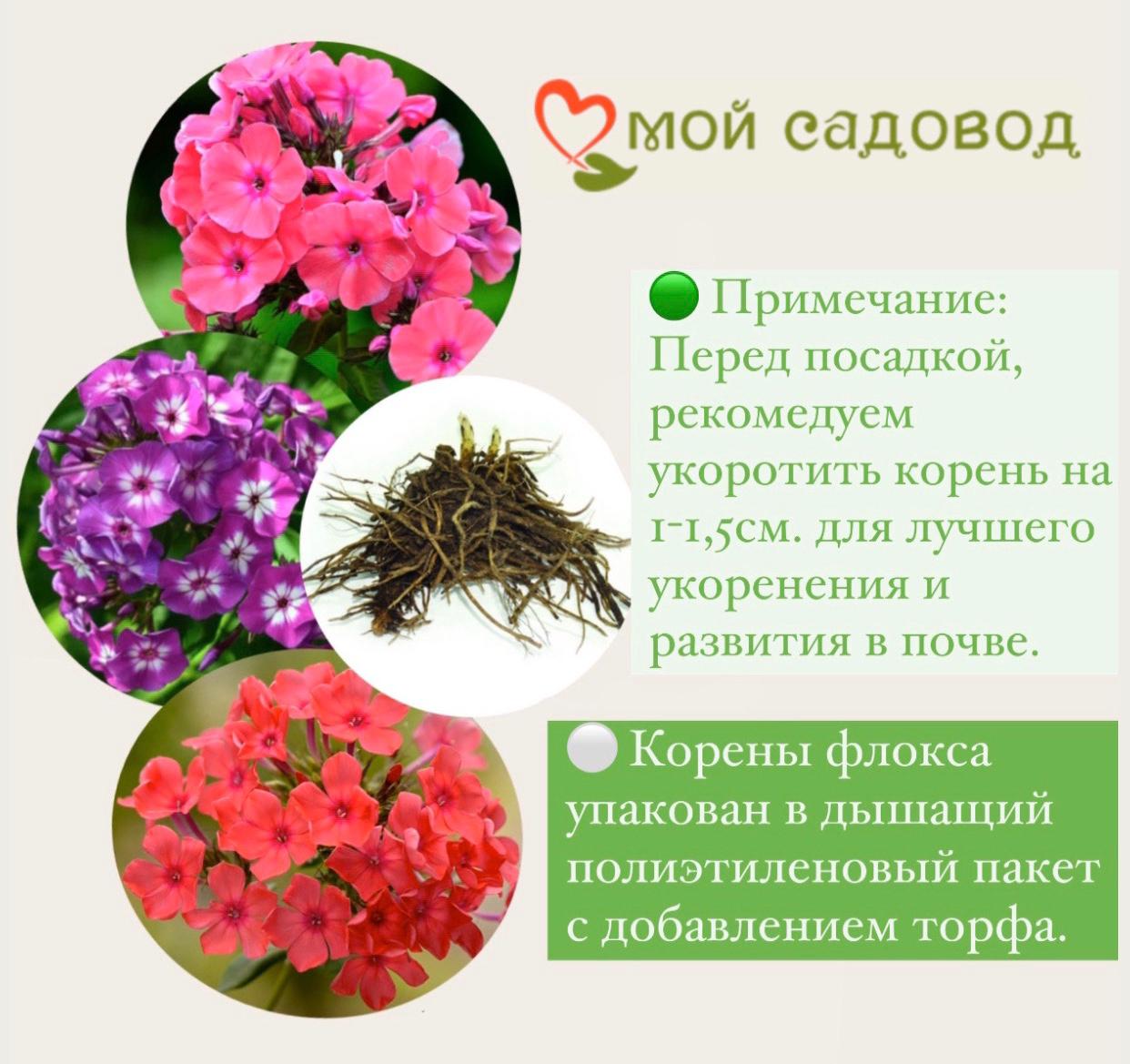 Комплект многолетних Флоксов