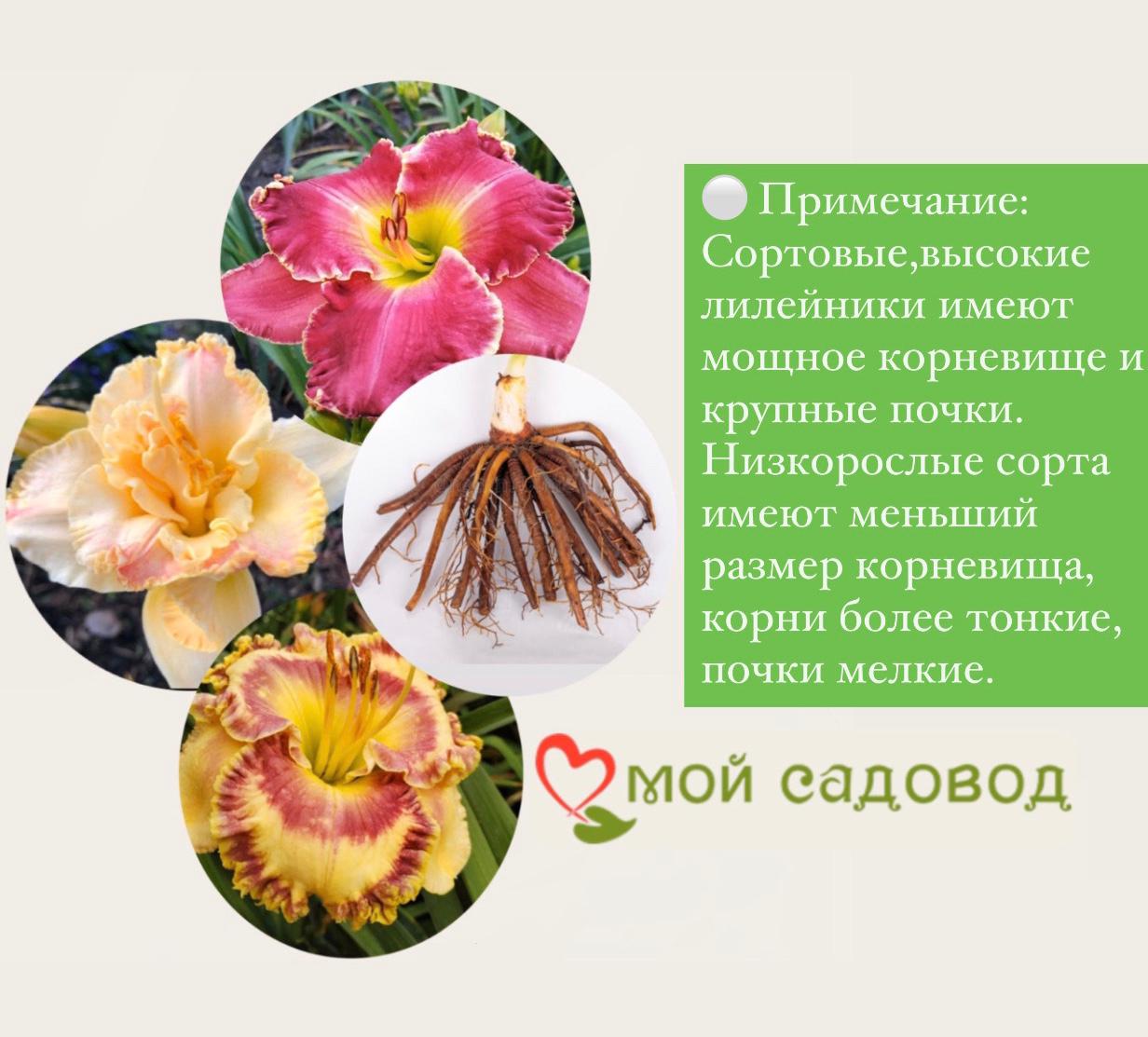 ЛИЛЕЙНИК ОЛВЕЙС АФТЕРНУН