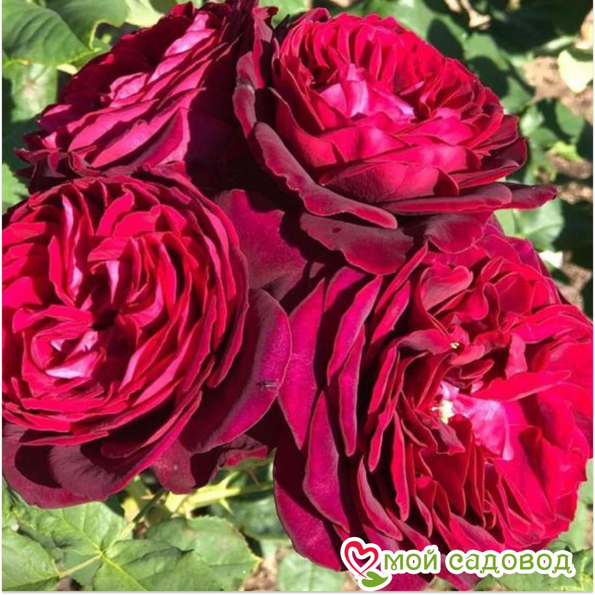 Роза Астрид Графин фон Харденберг кустарниковая