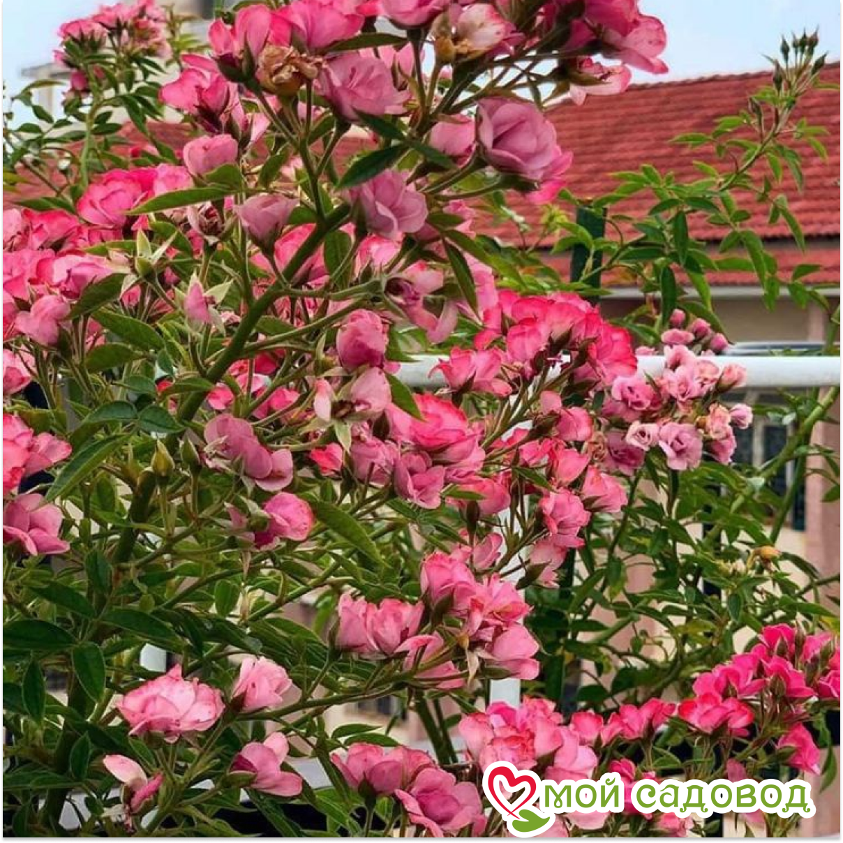 Роза Макспейс