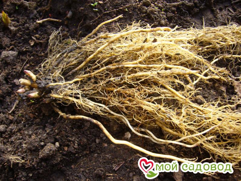 Флокс Квин Блум