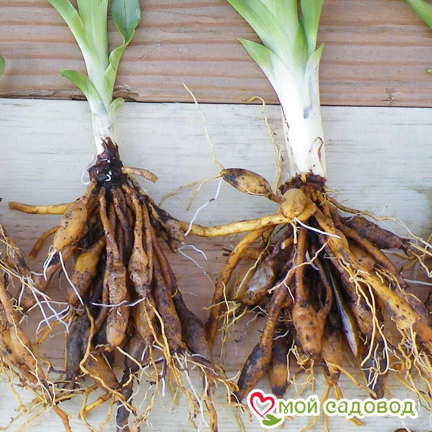 Лилейник Модерн Стил